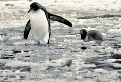 pinguine ...