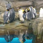 Pinguine