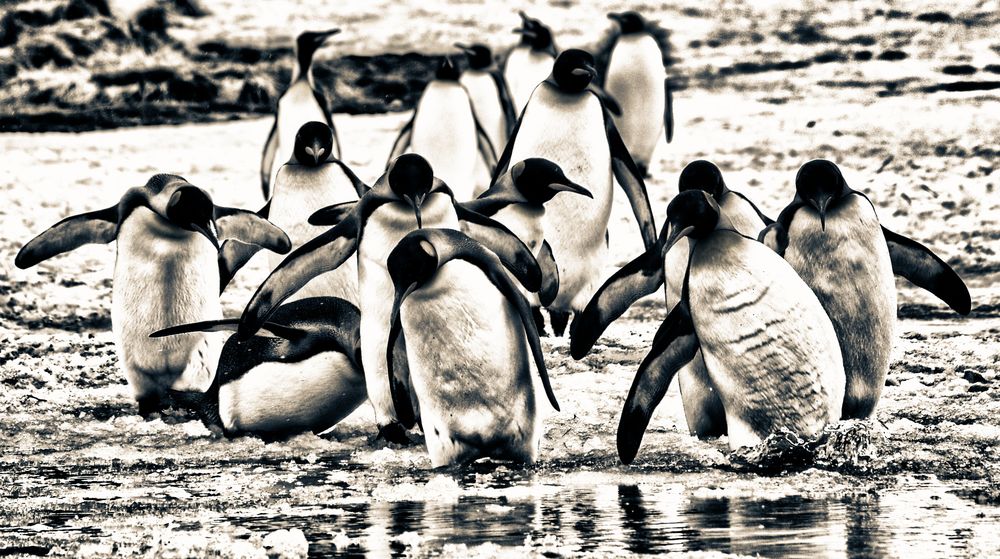 pinguine ...