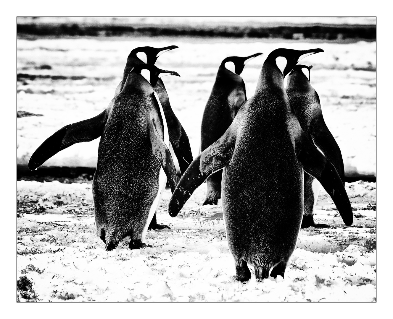 Pinguine ...