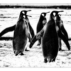 Pinguine ...