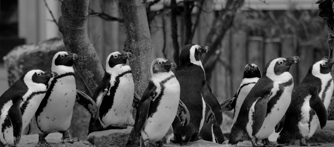 Pinguine