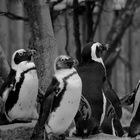 Pinguine