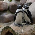 Pinguine