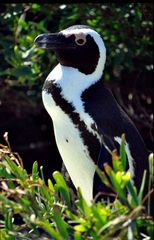 Pinguine