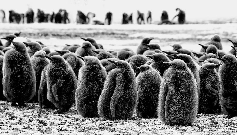 pinguine ...