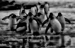 pinguine ..