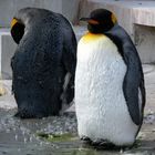 Pinguine