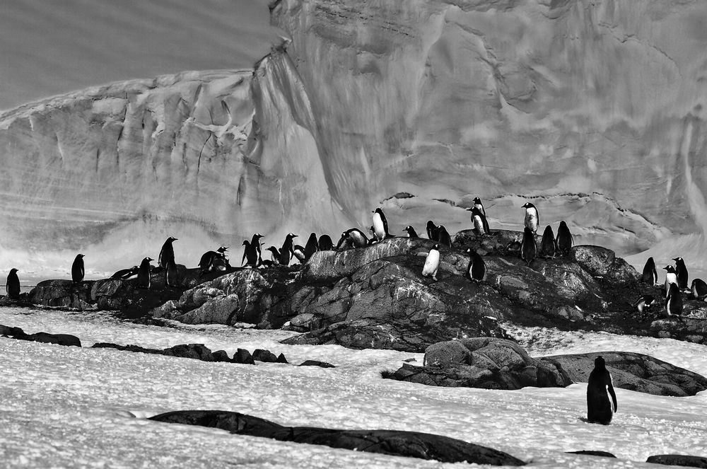 pinguine ...