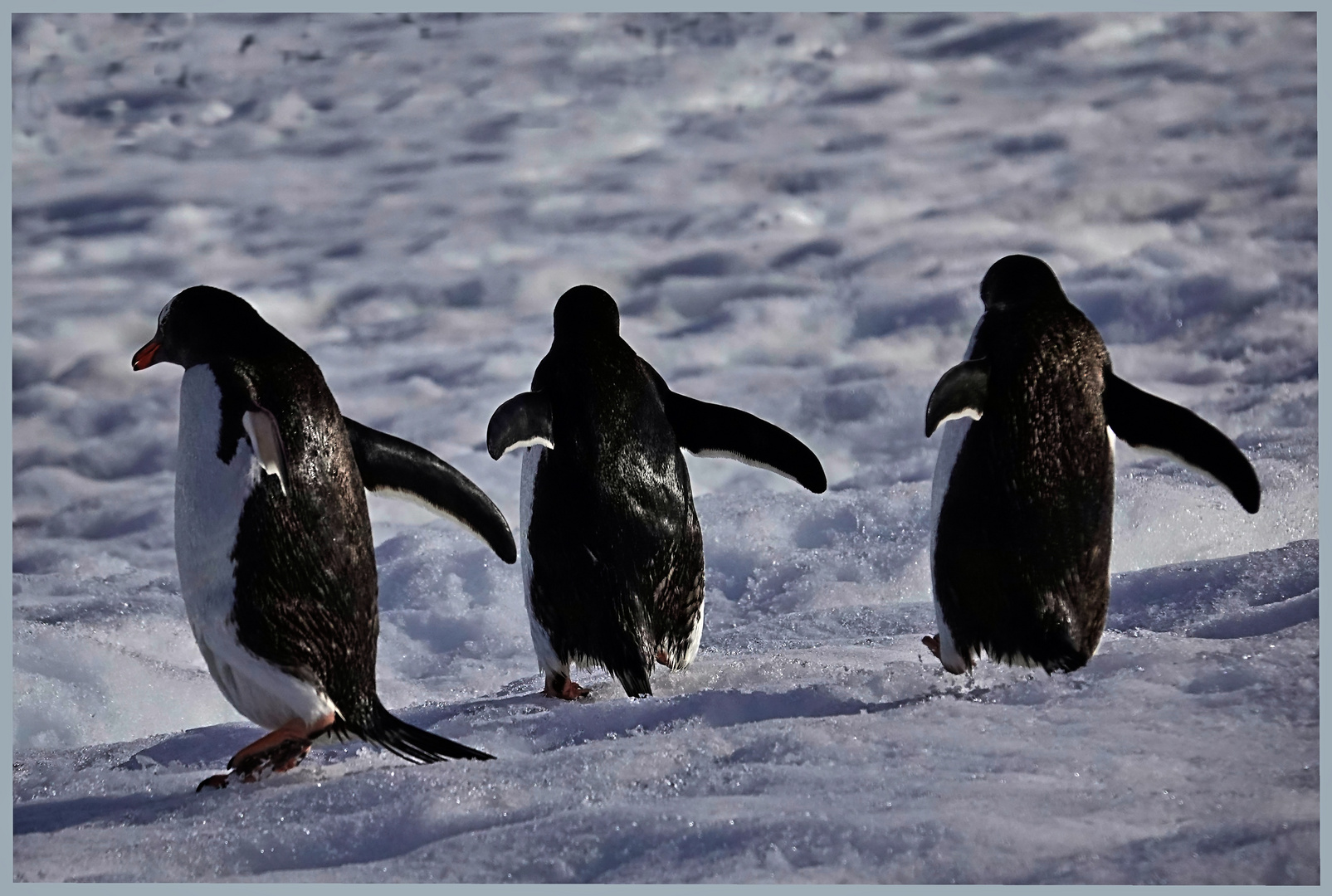 Pinguine