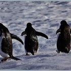 Pinguine