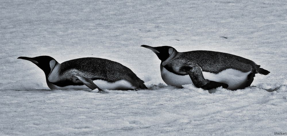 pinguine .