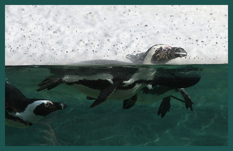 Pinguine