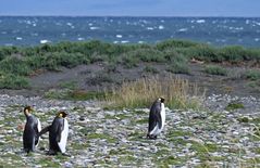 pinguine
