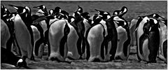 Pinguine ...