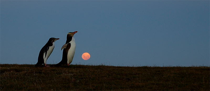 Pinguine am Abend