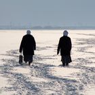 Pinguine am artkischen Nordseestrand