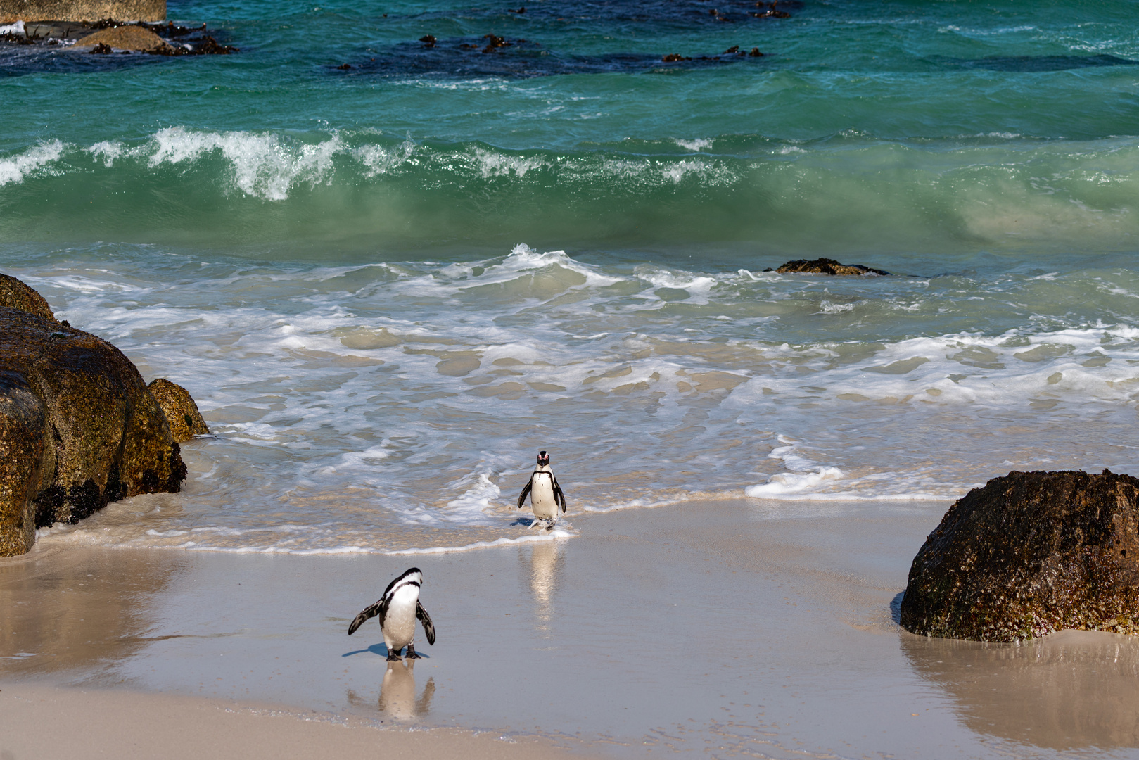 Pinguine am Boulder´s Beach