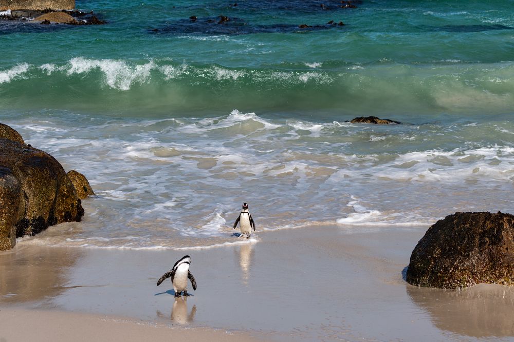 Pinguine am Boulder´s Beach