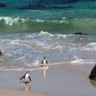 Pinguine am Boulder´s Beach