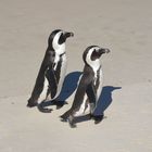 Pinguine am Boulders Beach