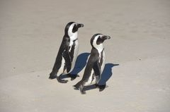 Pinguine am Boulders Beach