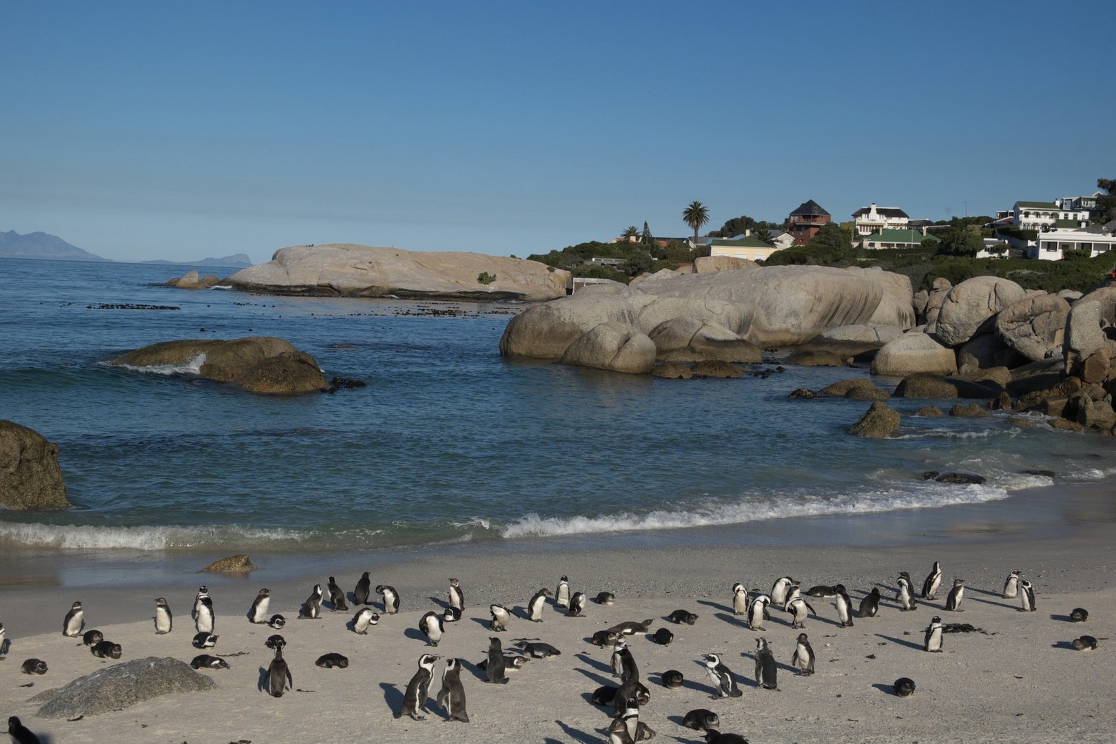 Pinguine am Boulders Beach