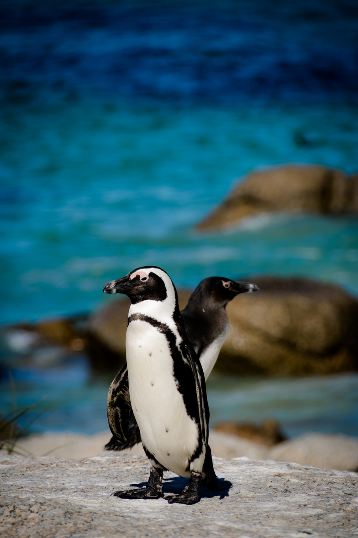 Pinguine am Boulders Beach