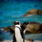 Pinguine am Boulders Beach
