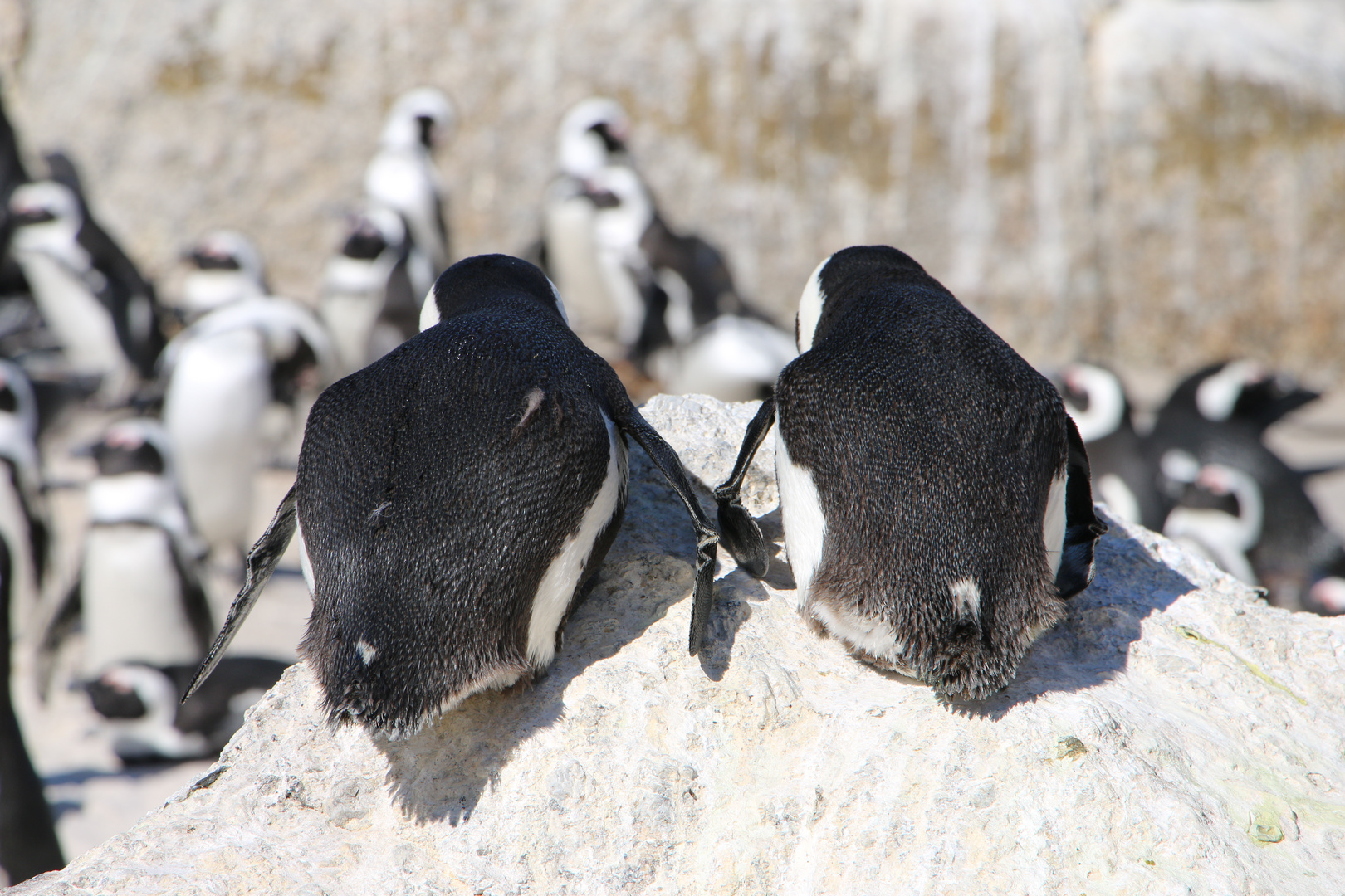 Pinguine am boulders beach