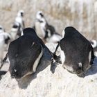 Pinguine am boulders beach