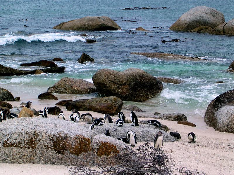 Pinguine am Boulders Beach