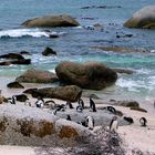 Pinguine am Boulders Beach