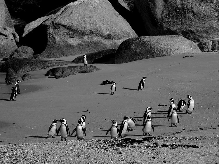 Pinguine am Bouldes Beach in Südafrika