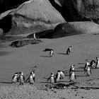 Pinguine am Bouldes Beach in Südafrika