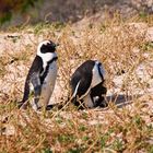 Pinguine am Strand