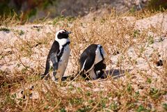 Pinguine am Strand