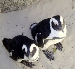 Pinguine am Strand von Südafrika