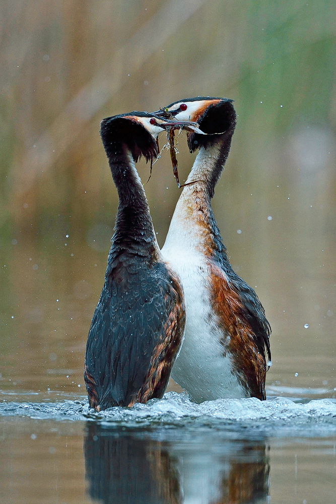 Pinguine am Tanzen