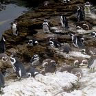Pinguine an Bettys Bay in Südafrika