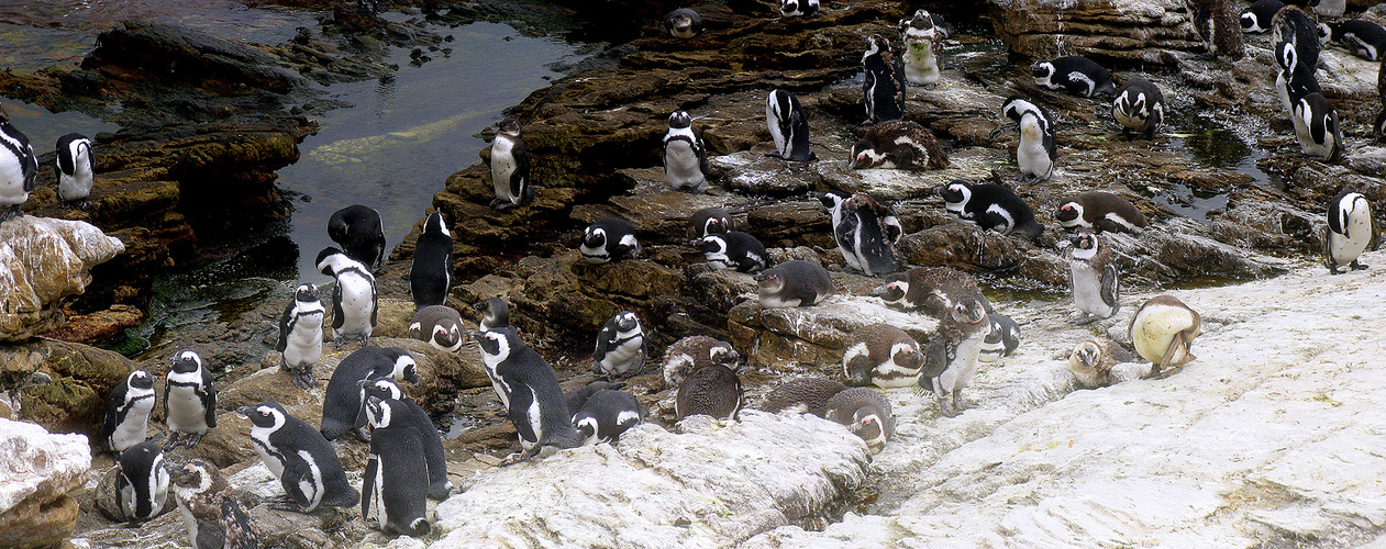 Pinguine an Bettys Bay in Südafrika