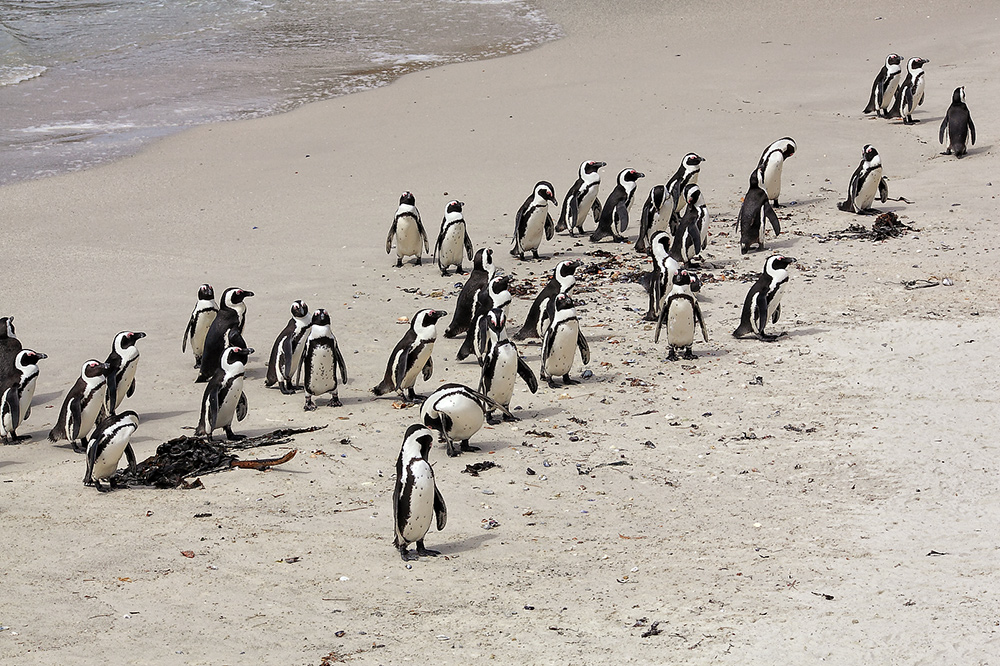 Pinguine an der Boulders Bay