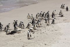 Pinguine an der Boulders Bay