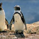 Pinguine auf dem Catwalk