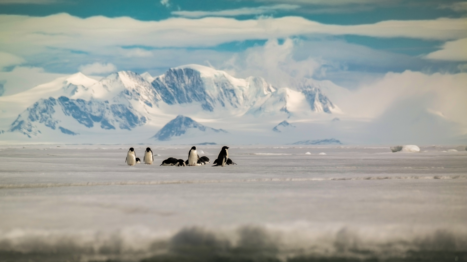 Pinguine auf dem Eis