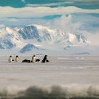 Pinguine auf dem Eis