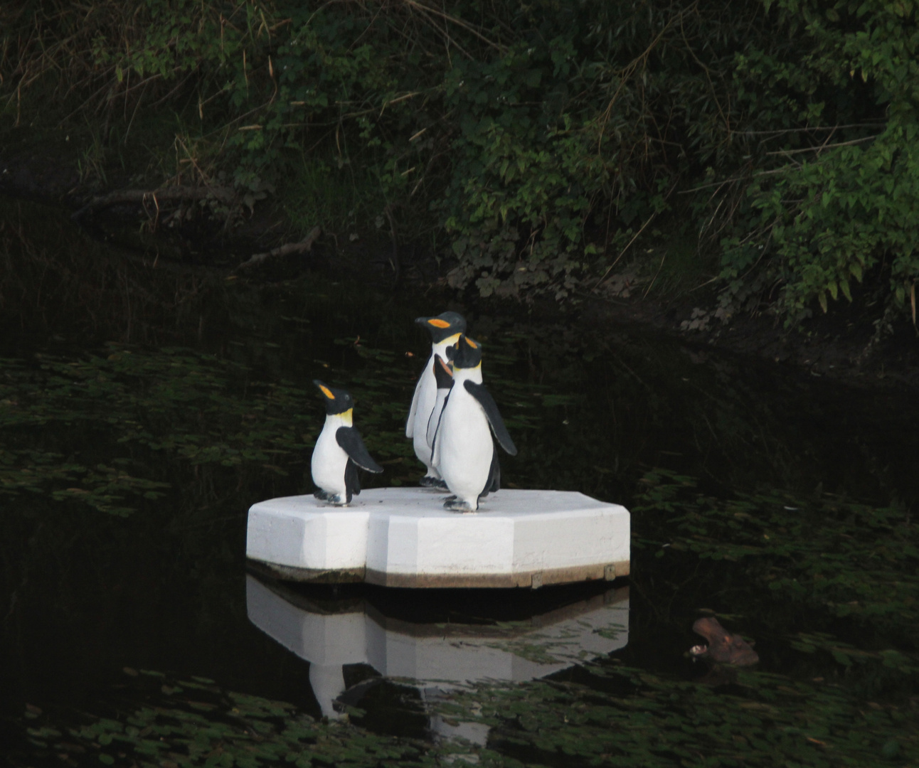 Pinguine auf dem Schwarzbach