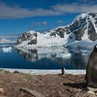 Pinguine auf der Antarktischen-Halbinsel