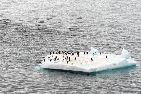 Pinguine auf einer Eisscholle