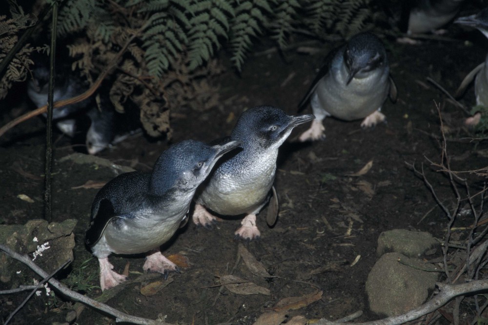 Pinguine auf Landgang